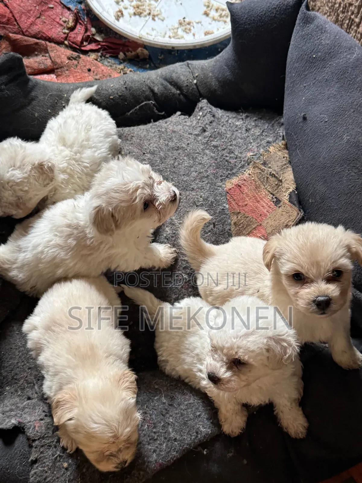 1-3 months Male Purebred Maltese