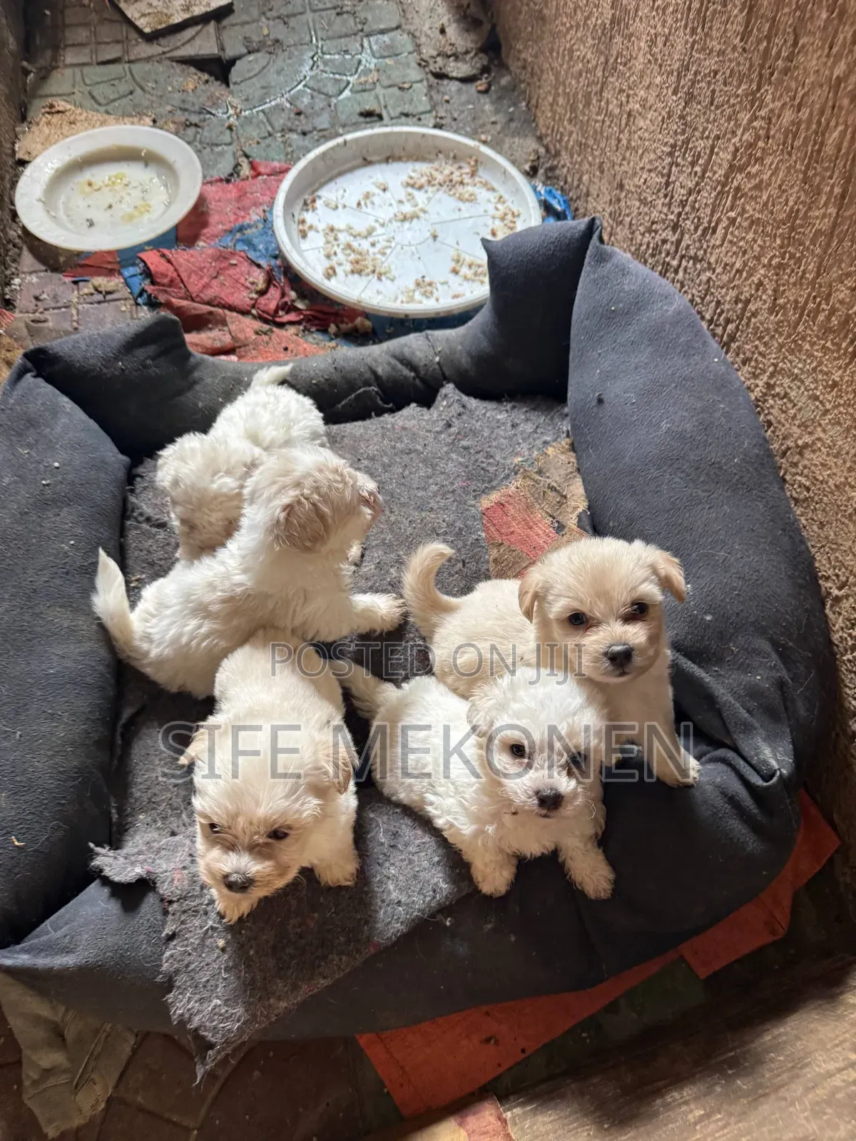 1-3 months Male Purebred Maltese