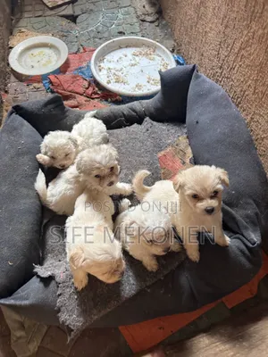 1-3 months Male Purebred Maltese