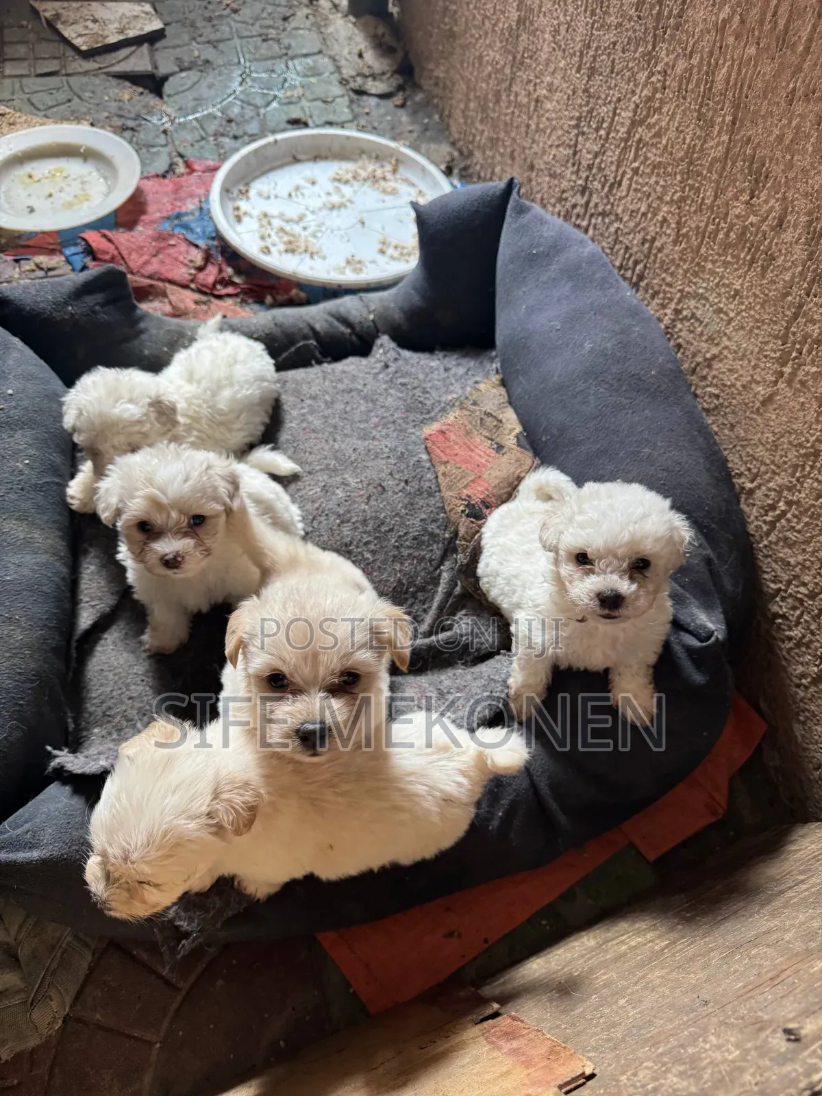1-3 months Male Purebred Maltese