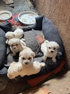 1-3 months Male Purebred Maltese