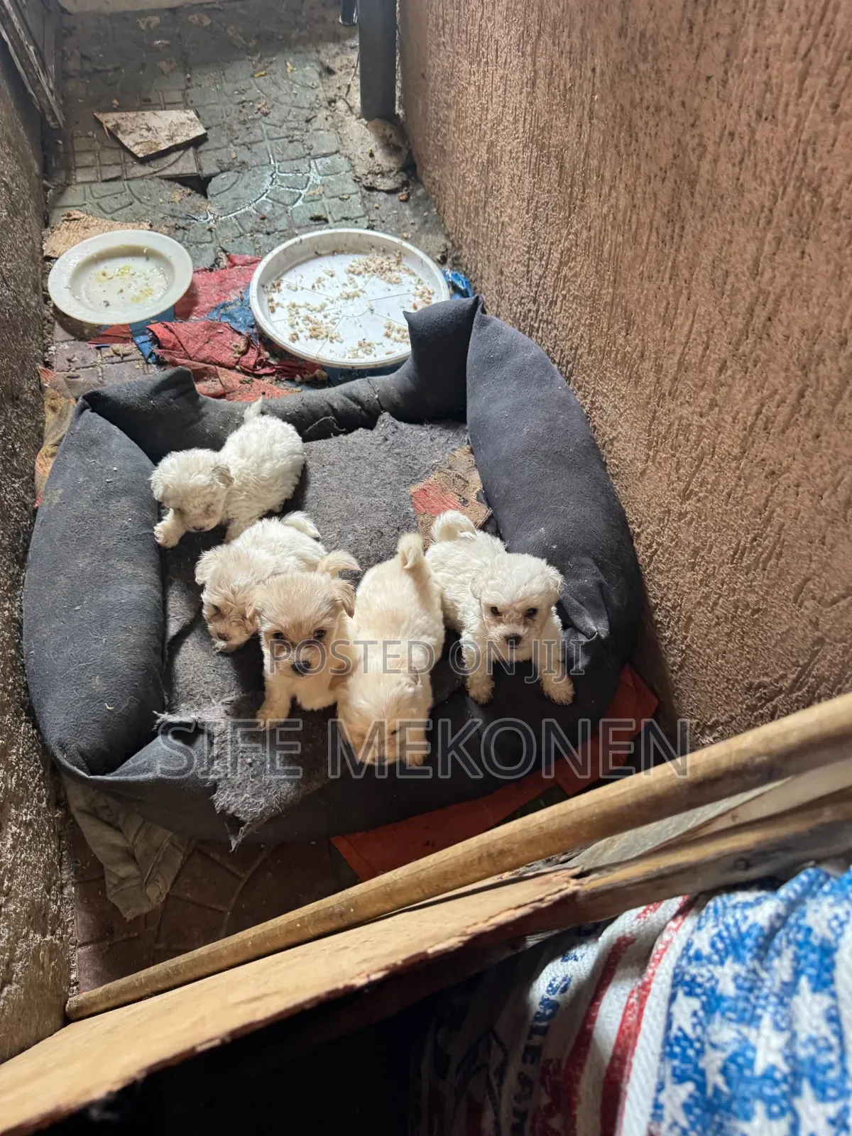 1-3 months Male Purebred Maltese