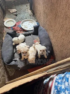 1-3 months Male Purebred Maltese