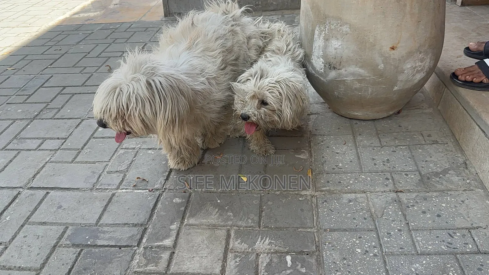 1-3 months Male Purebred Maltese