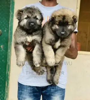 1-3 months Male Purebred Caucasian Shepherd