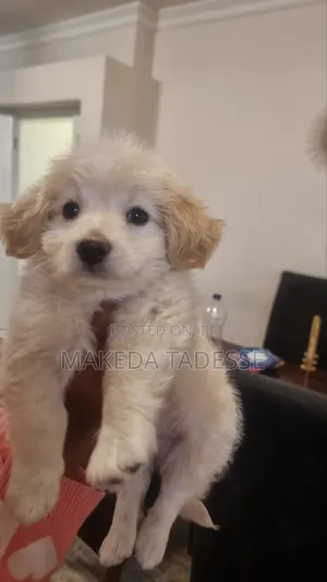 1-3 months Male Mixed Breed Maltese