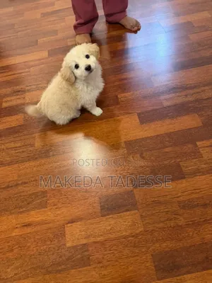 1-3 months Male Mixed Breed Maltese