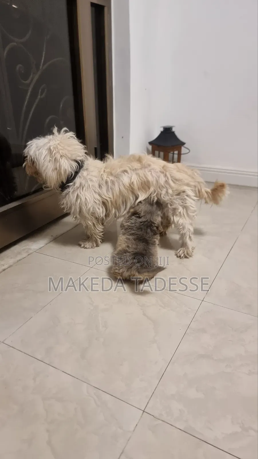 1-3 months Male Mixed Breed Maltese