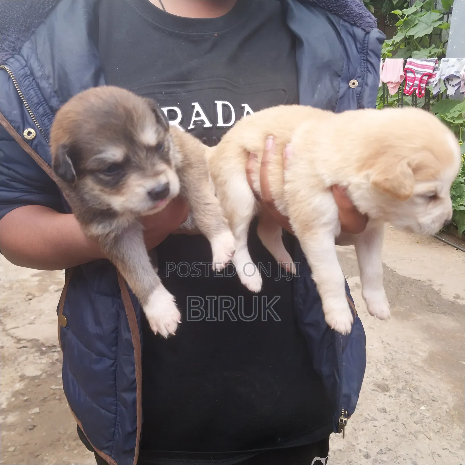 0-1 month Male Mixed Breed German Shepherd