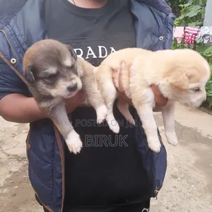0-1 month Male Mixed Breed German Shepherd