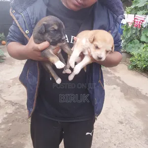 0-1 month Male Mixed Breed German Shepherd