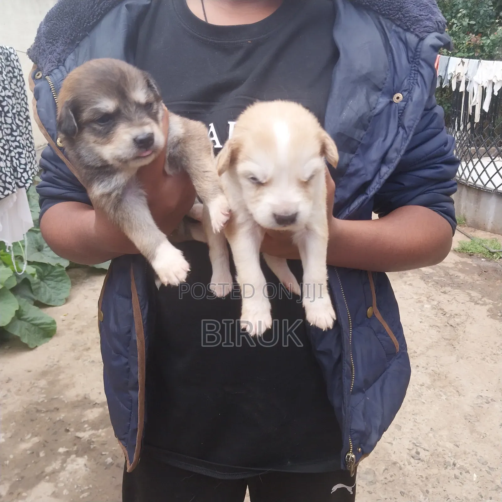0-1 month Male Mixed Breed German Shepherd