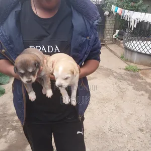 0-1 month Male Mixed Breed German Shepherd