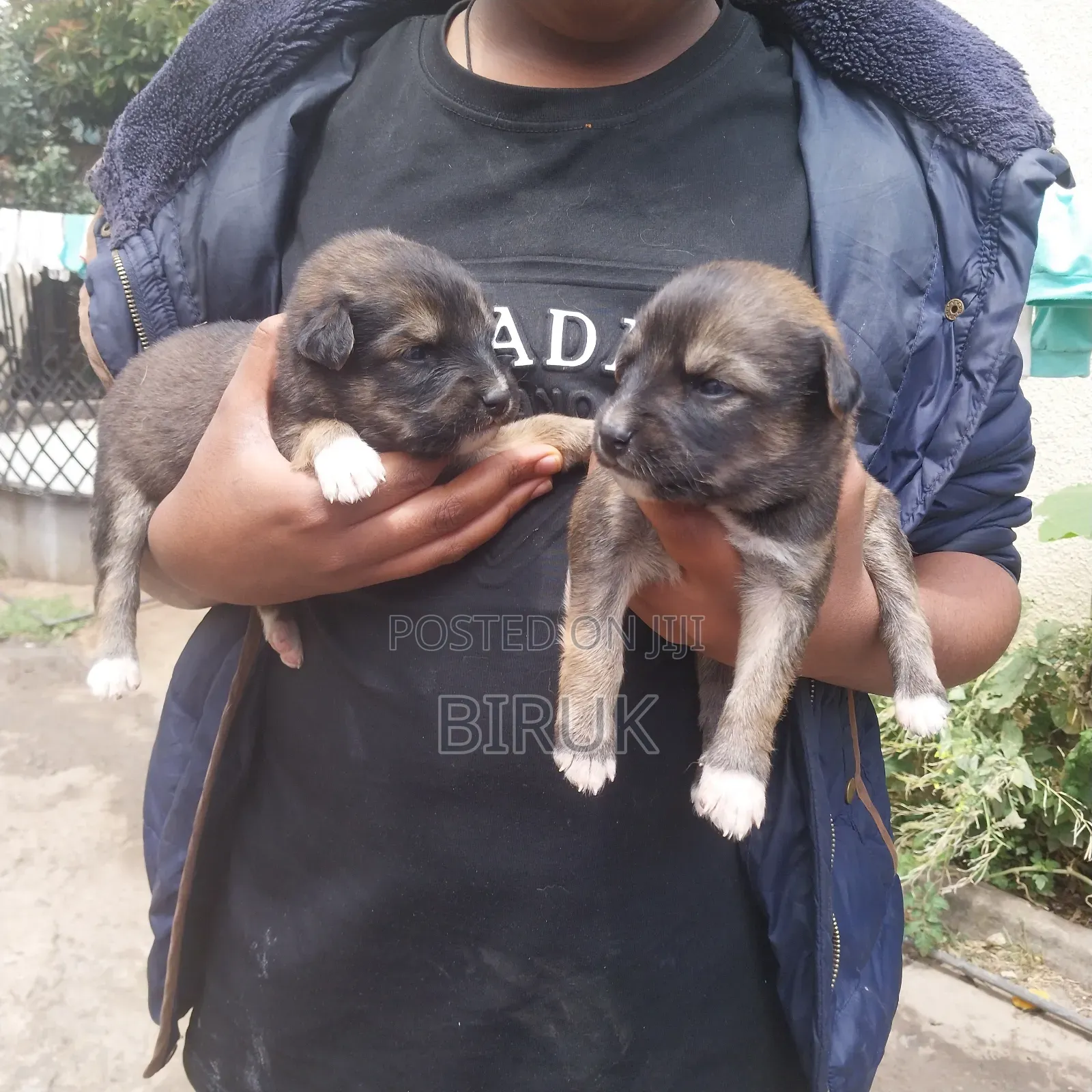 0-1 month Male Mixed Breed German Shepherd