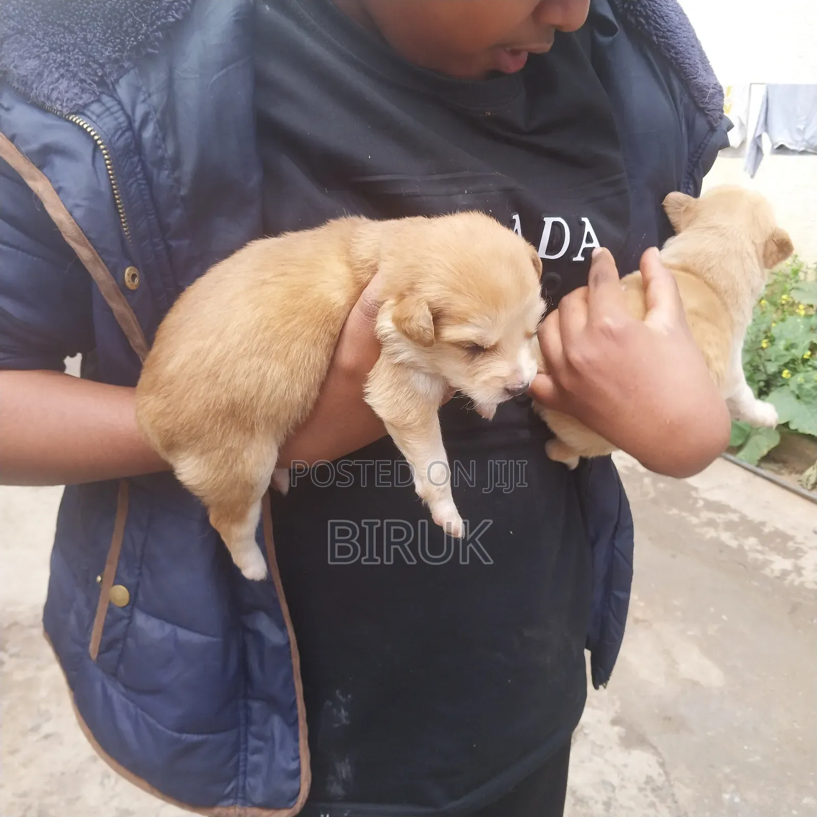 0-1 month Male Mixed Breed German Shepherd