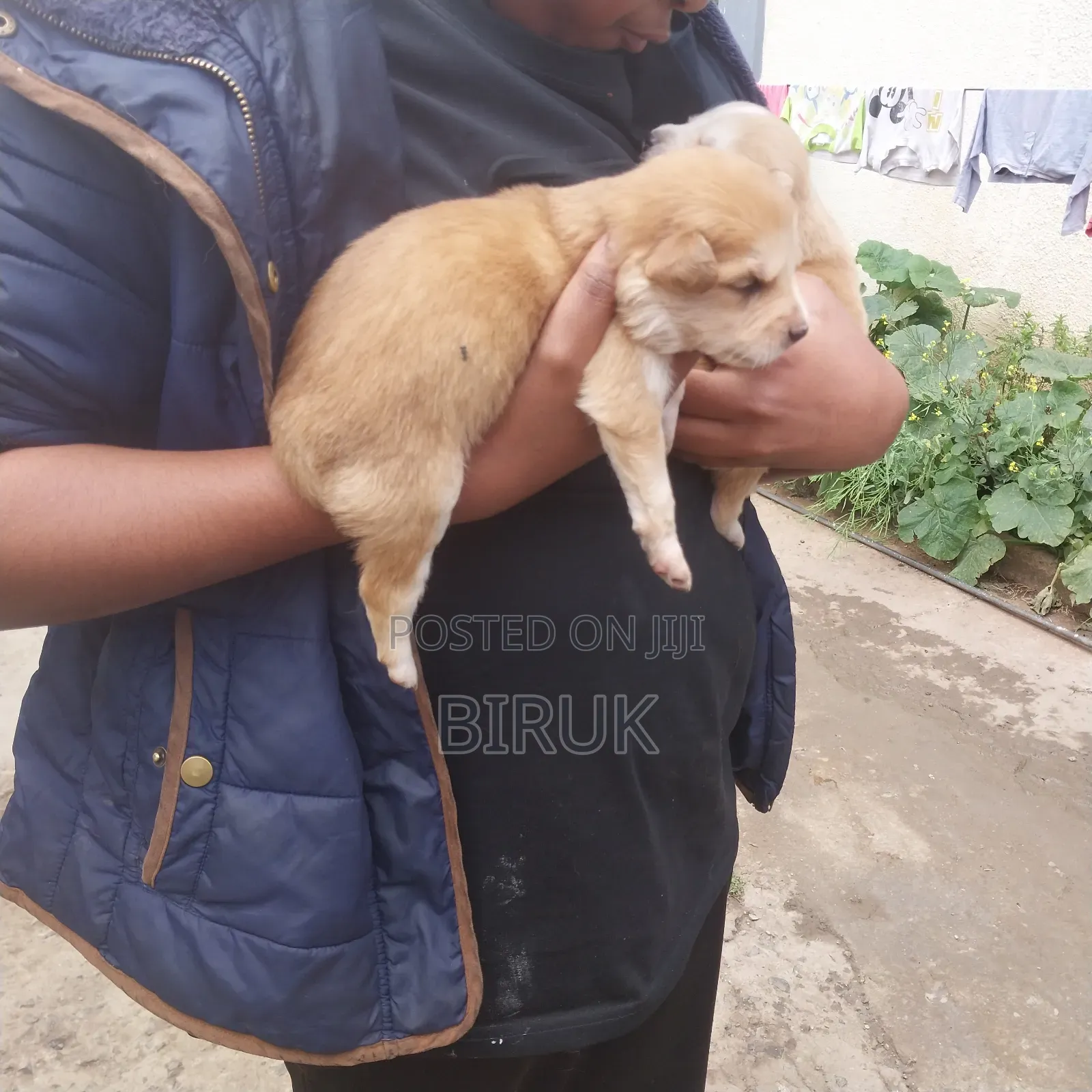 0-1 month Male Mixed Breed German Shepherd