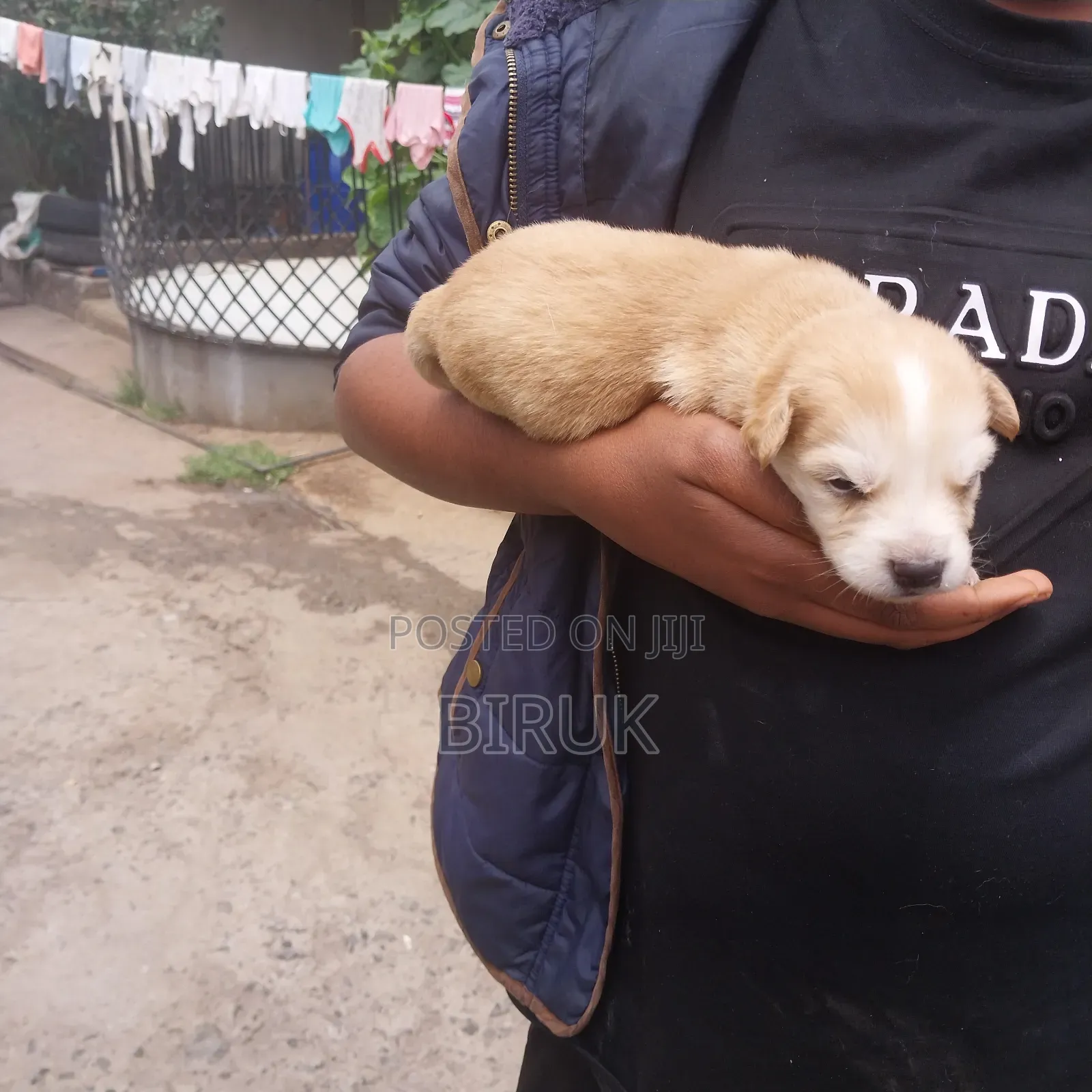 0-1 month Male Mixed Breed German Shepherd
