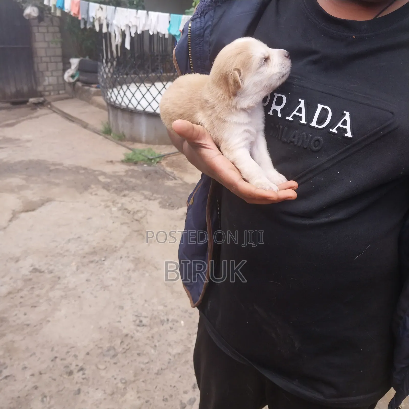 0-1 month Male Mixed Breed German Shepherd