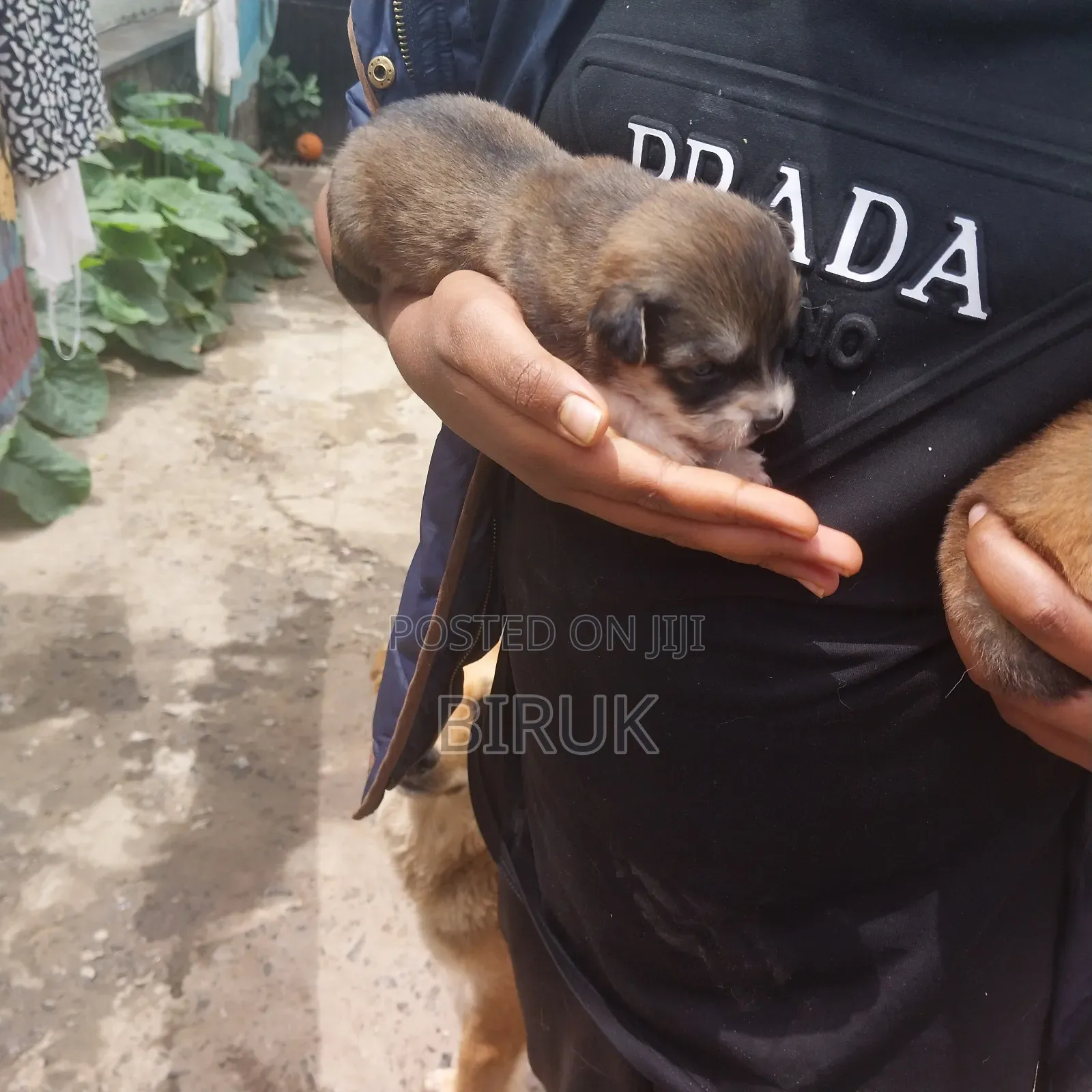 0-1 month Male Mixed Breed German Shepherd