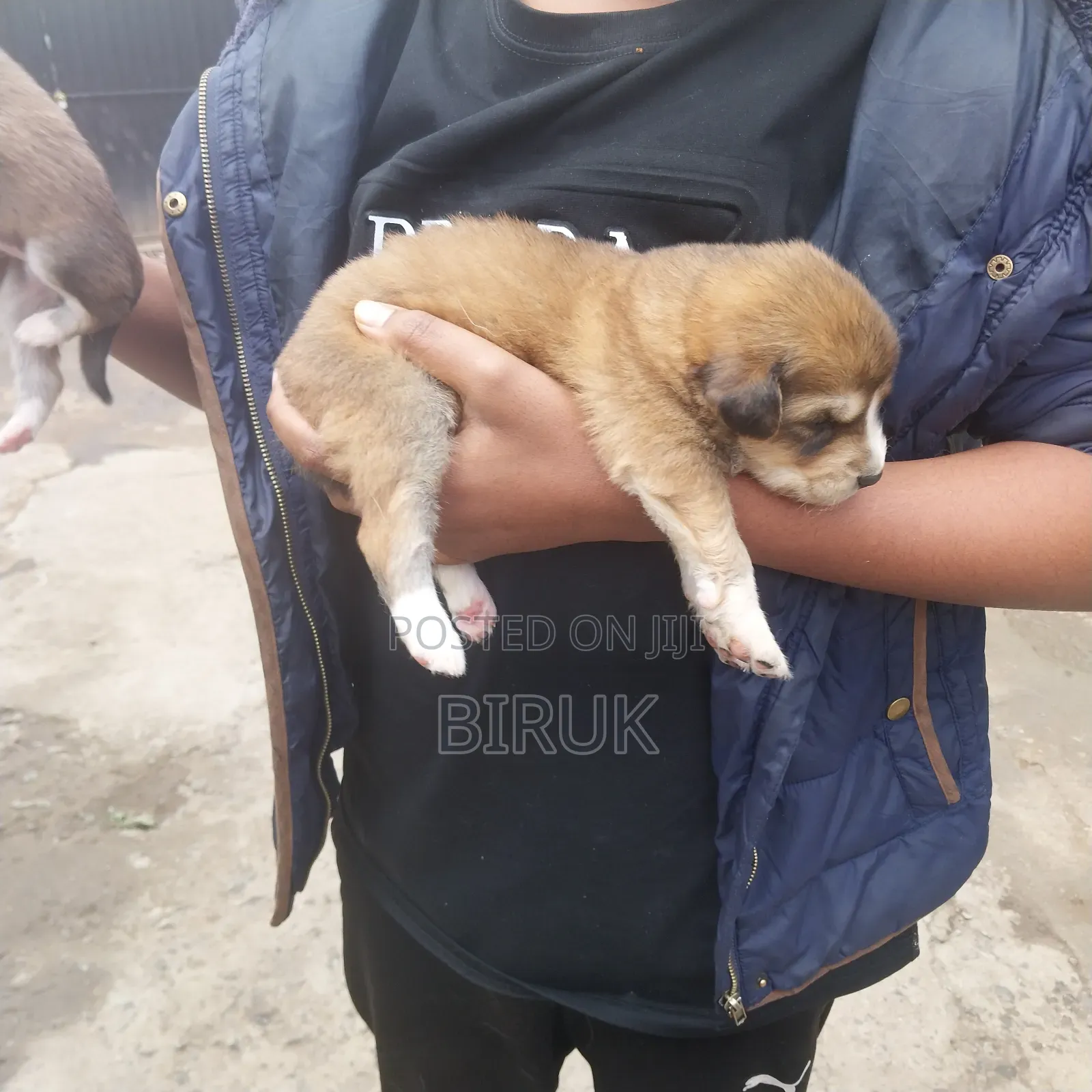 0-1 month Male Mixed Breed German Shepherd
