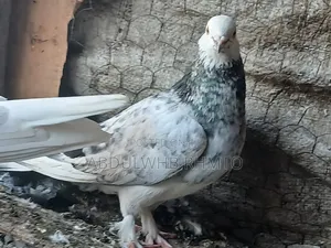 Pigeon Butti