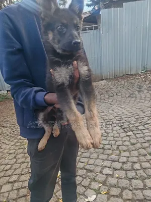 1-3 months Male Purebred German Shepherd