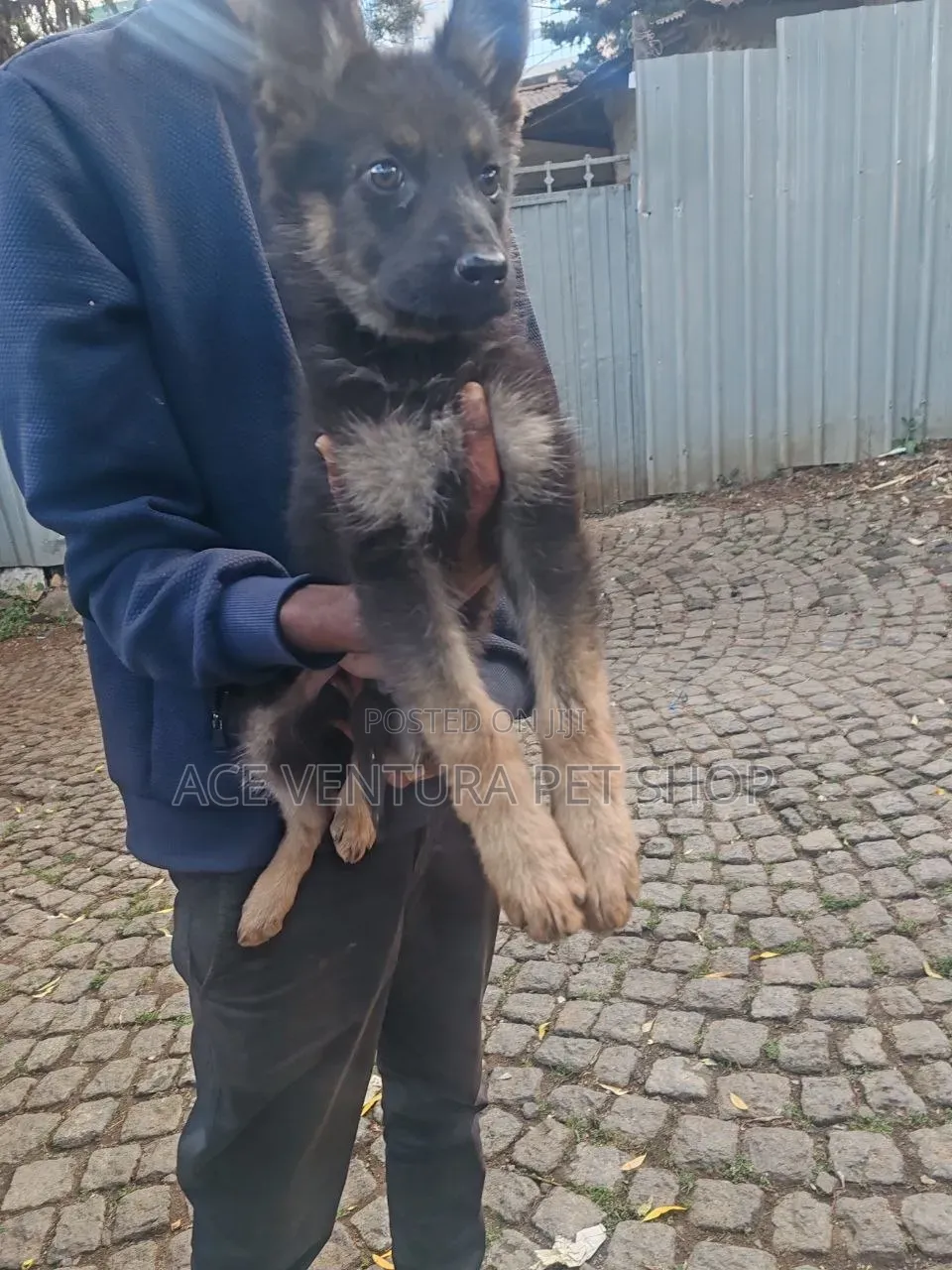 1-3 months Male Purebred German Shepherd