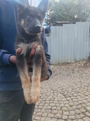 1-3 months Male Purebred German Shepherd