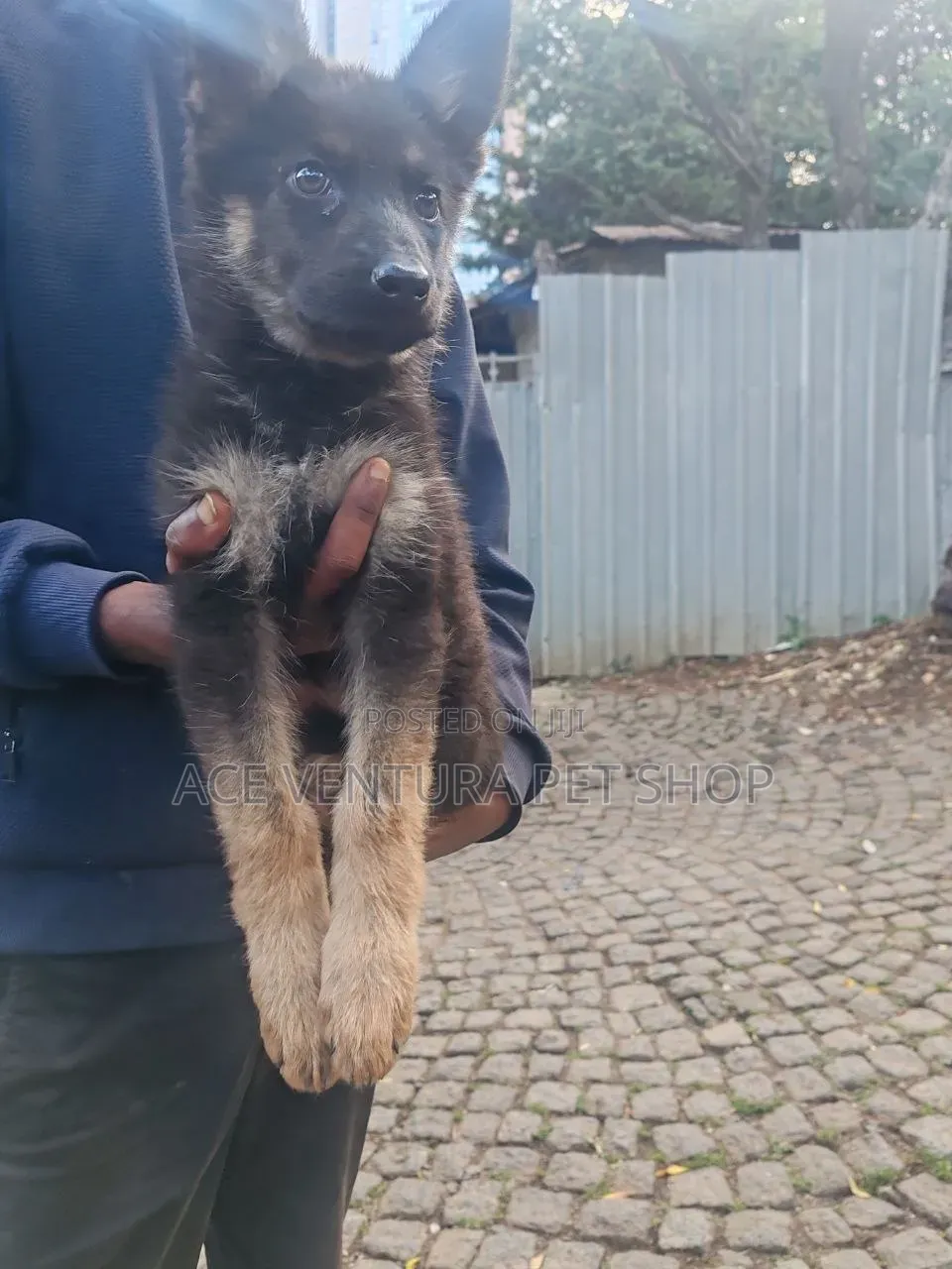 1-3 months Male Purebred German Shepherd