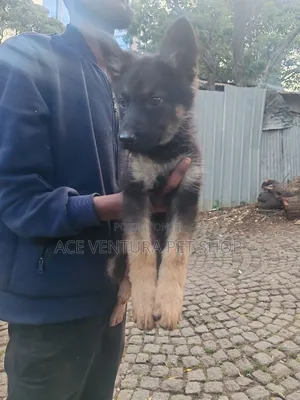 1-3 months Male Purebred German Shepherd