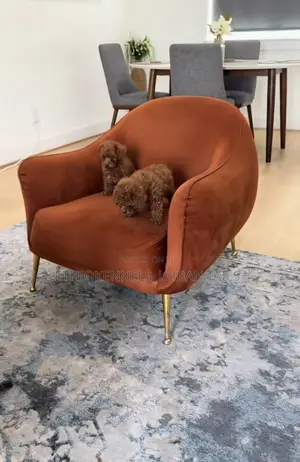 1-3 months Female Purebred Poodle