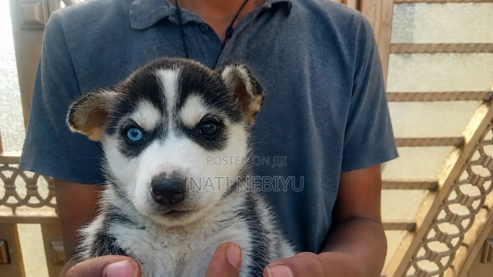 1-3 months Male Purebred Siberian Husky
