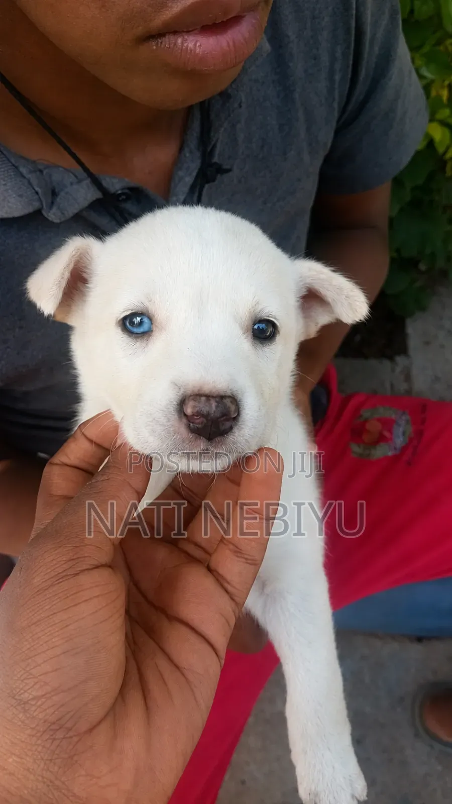 1-3 months Male Purebred Siberian Husky