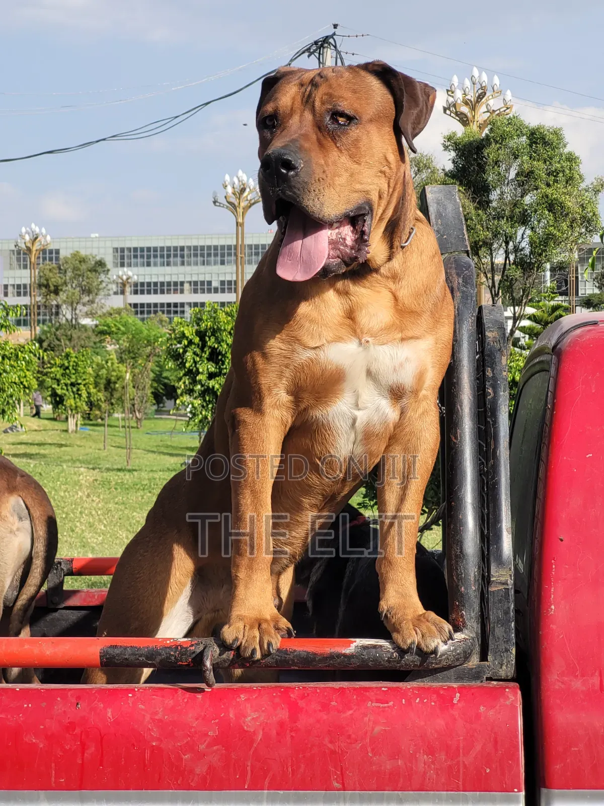 1-3 months Female Purebred Boerboel