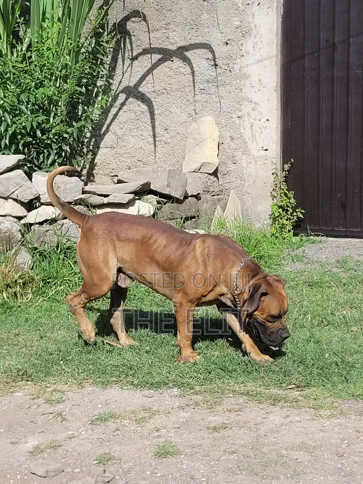 1-3 months Female Purebred Boerboel