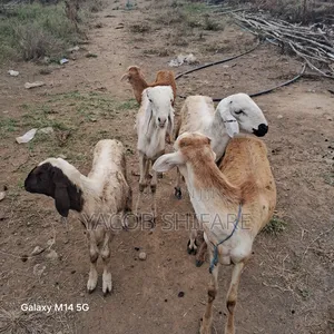 Sheepmarket