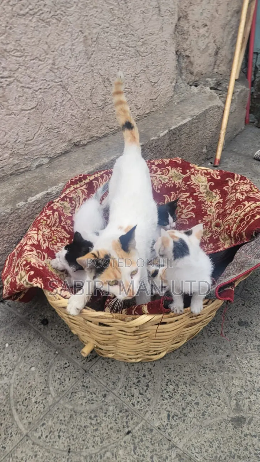 1-3 months Female Mixed Breed Abyssinian