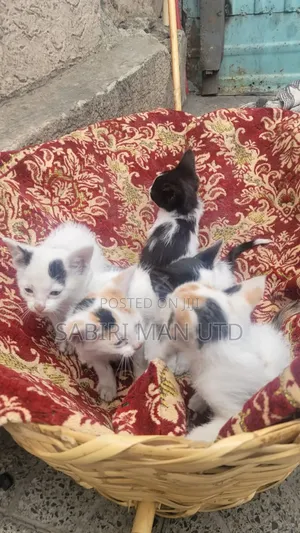 1-3 months Female Mixed Breed Abyssinian