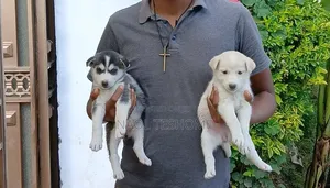 1-3 months Male Purebred Siberian Husky