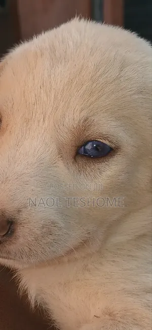 1-3 months Male Purebred Siberian Husky