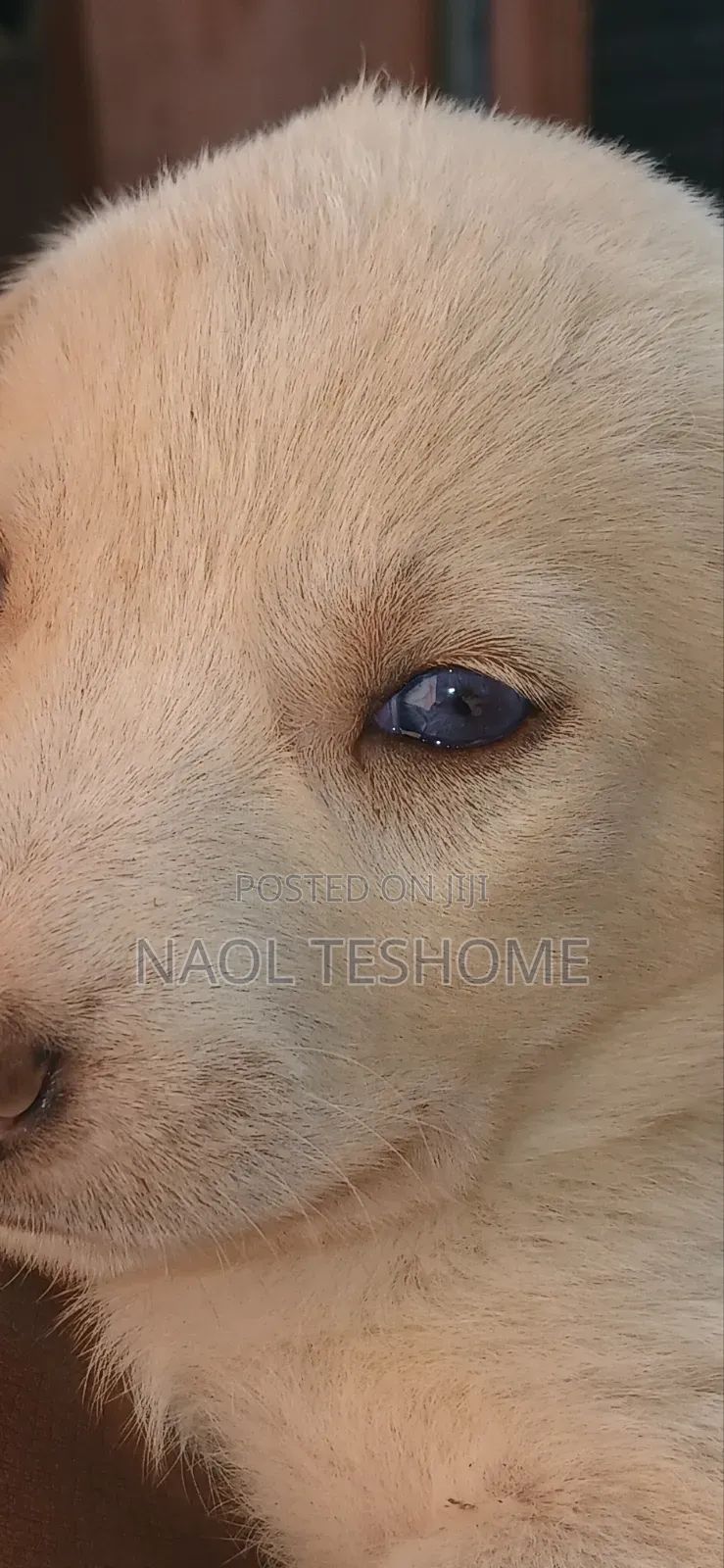 1-3 months Male Purebred Siberian Husky