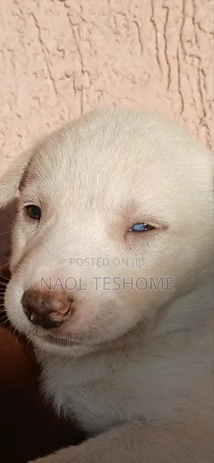 1-3 months Male Purebred Siberian Husky