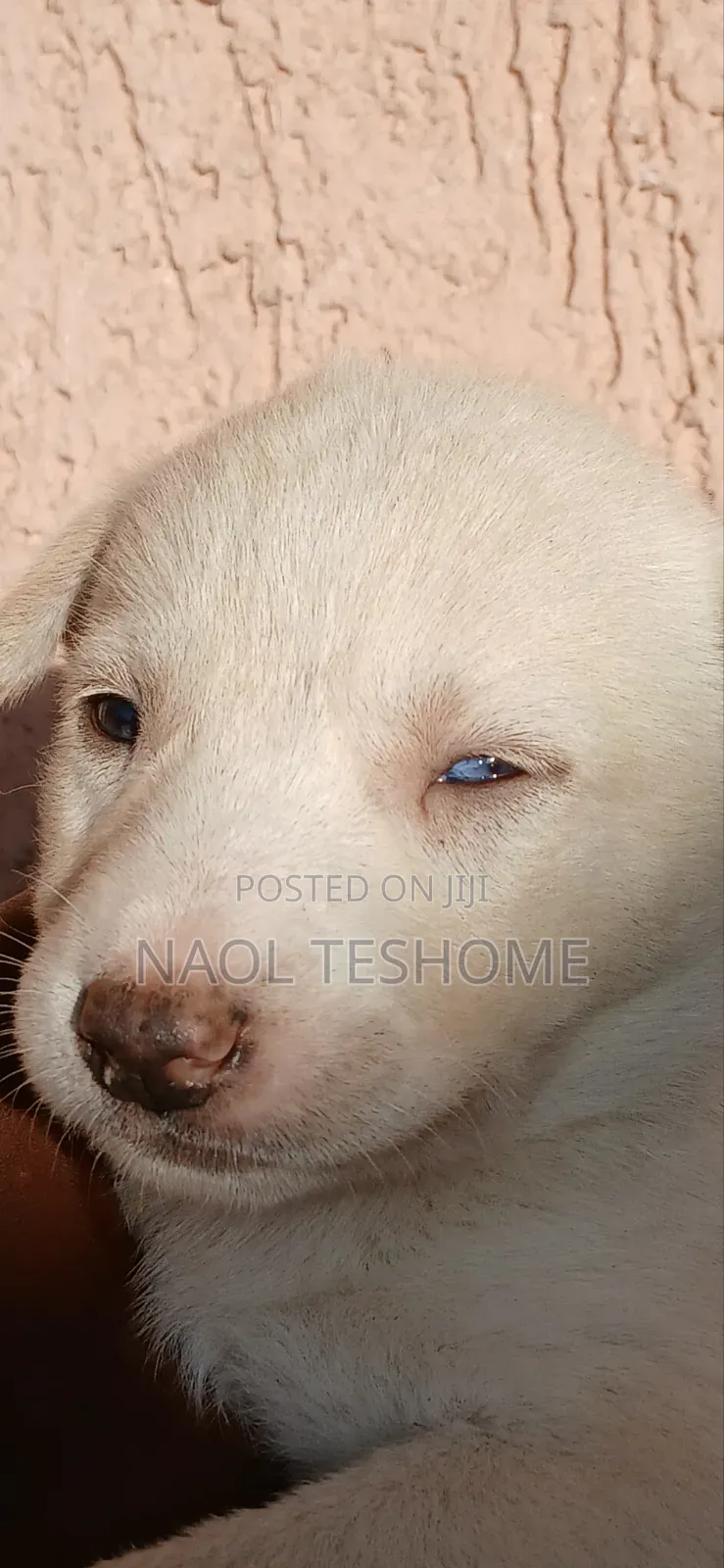 1-3 months Male Purebred Siberian Husky