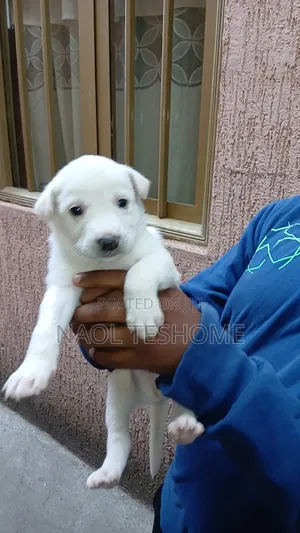 1-3 months Male Purebred Siberian Husky
