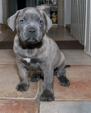 1-3 months Female Purebred Boerboel