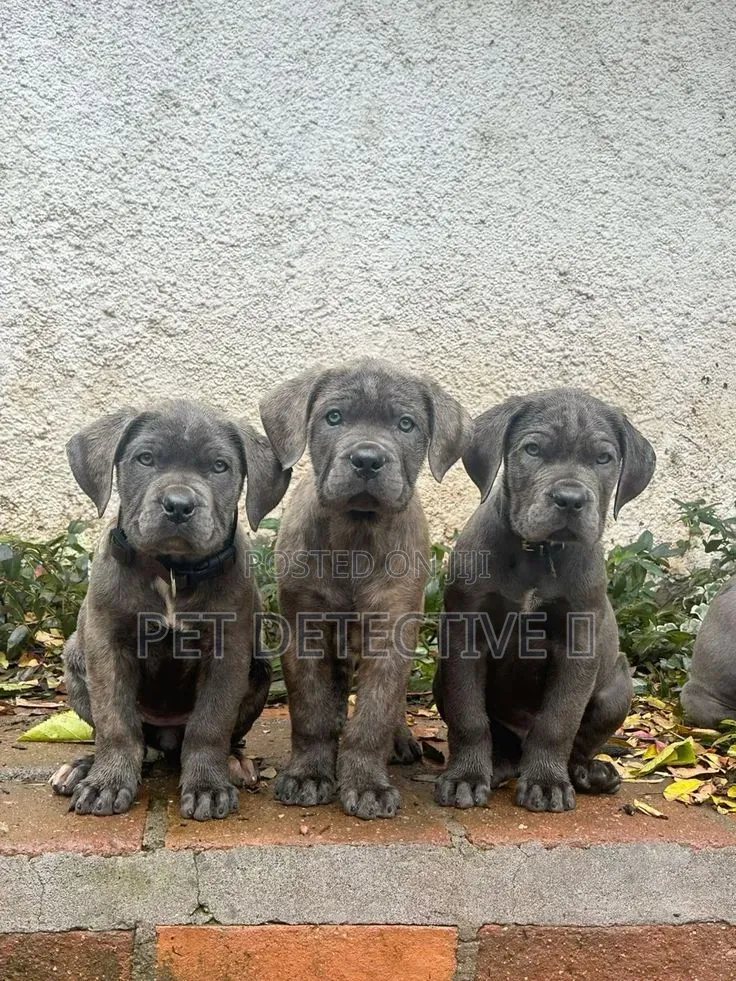 1-3 months Male Purebred Cane Corso