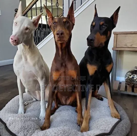 1-3 months Male Purebred Doberman Pinscher