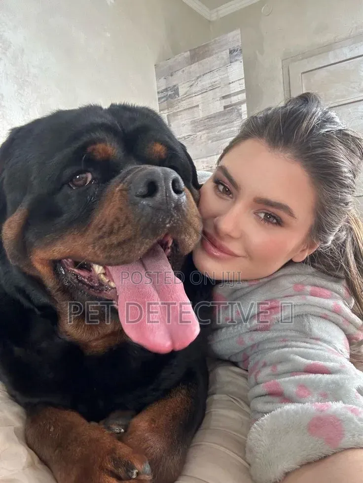 1-3 months Male Purebred Rottweiler