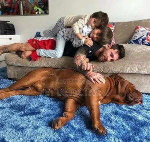 1-3 months Male Purebred Mastiff