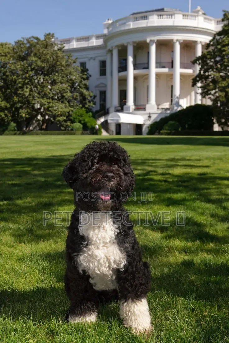 1-3 months Male Purebred Poodle